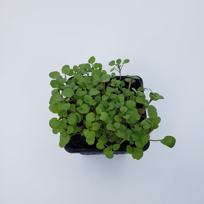 Watercress