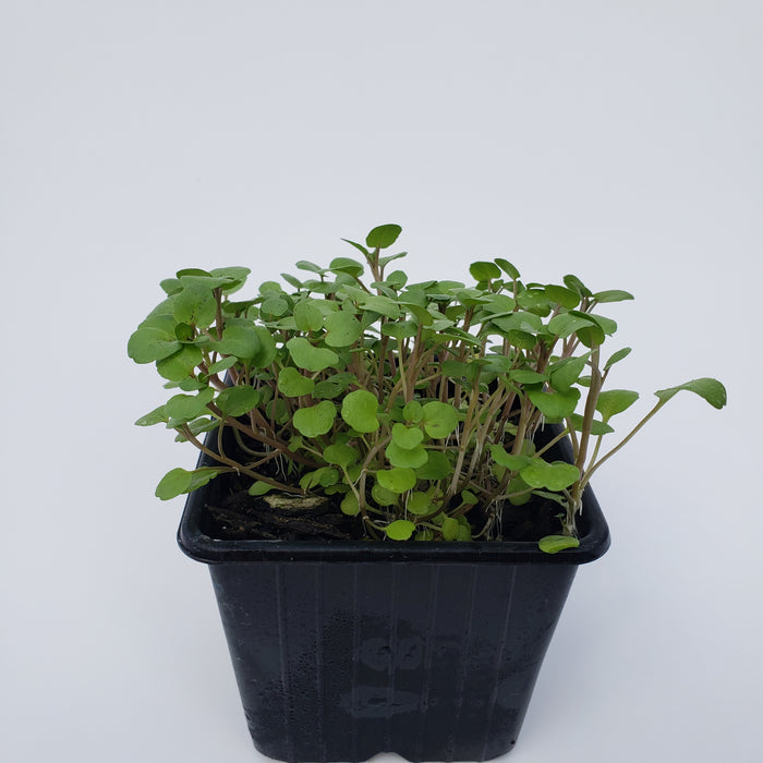 Watercress
