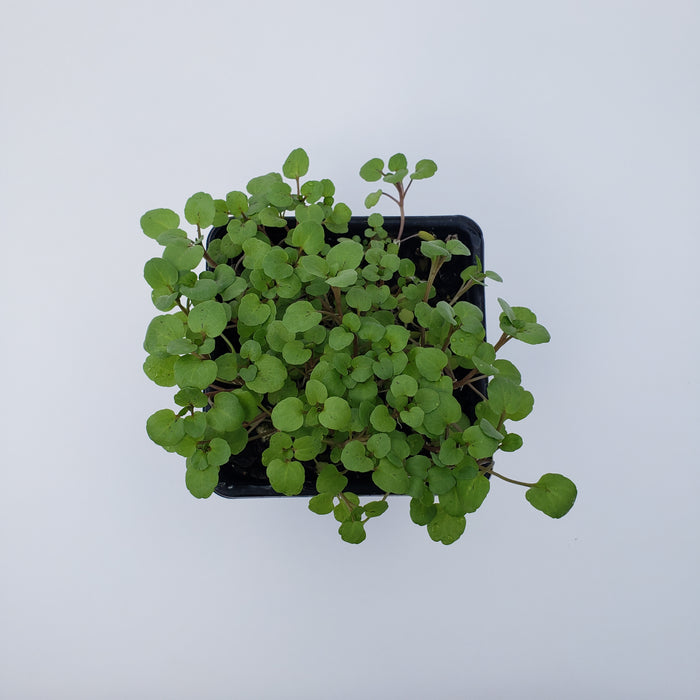 Watercress