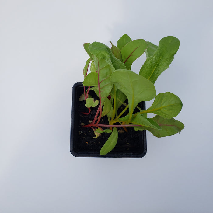 Rainbow Beet(Swiss Chard)