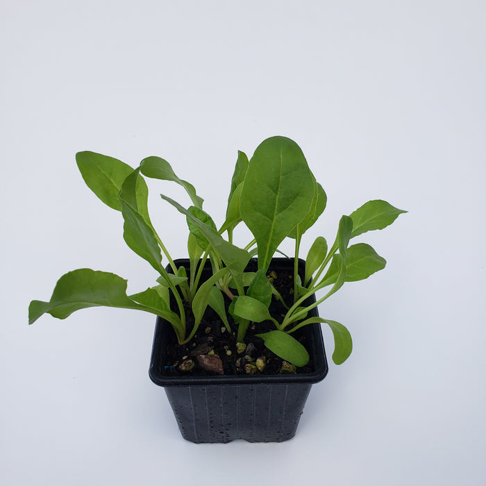 Silverbeet Argentata (Swiss Chard)