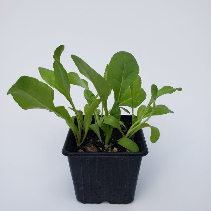 Silverbeet Argentata (Swiss Chard)