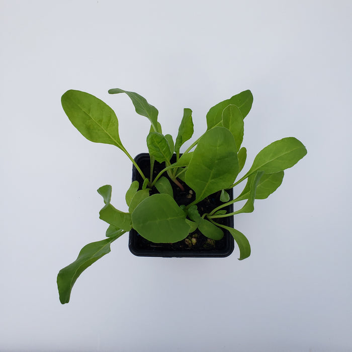 Silverbeet Argentata (Swiss Chard)