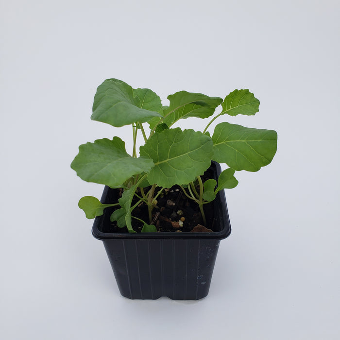 Broccoli ready by 10th feb