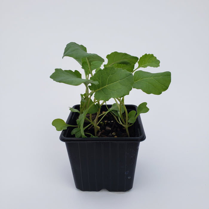 Broccoli ready by 10th feb