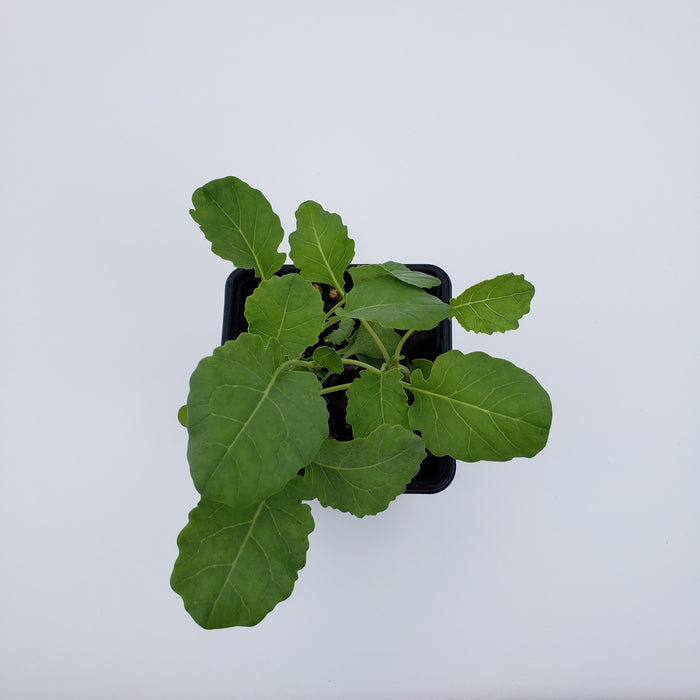 Broccoli ready by 10th feb