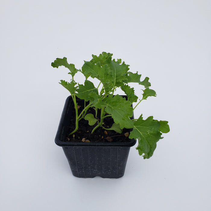 Blue Curled Scotch Kale 6 cell