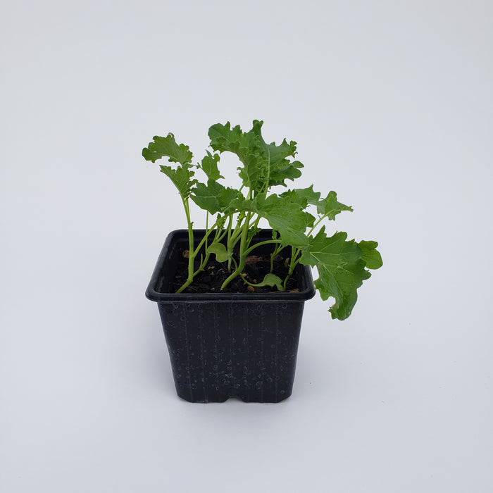 Blue Curled Scotch Kale 6 cell