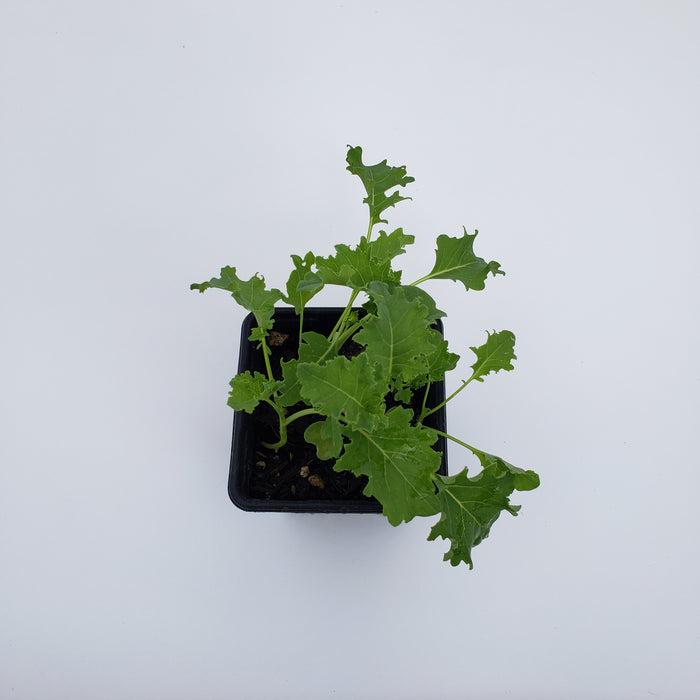 Blue Curled Scotch Kale 6 cell