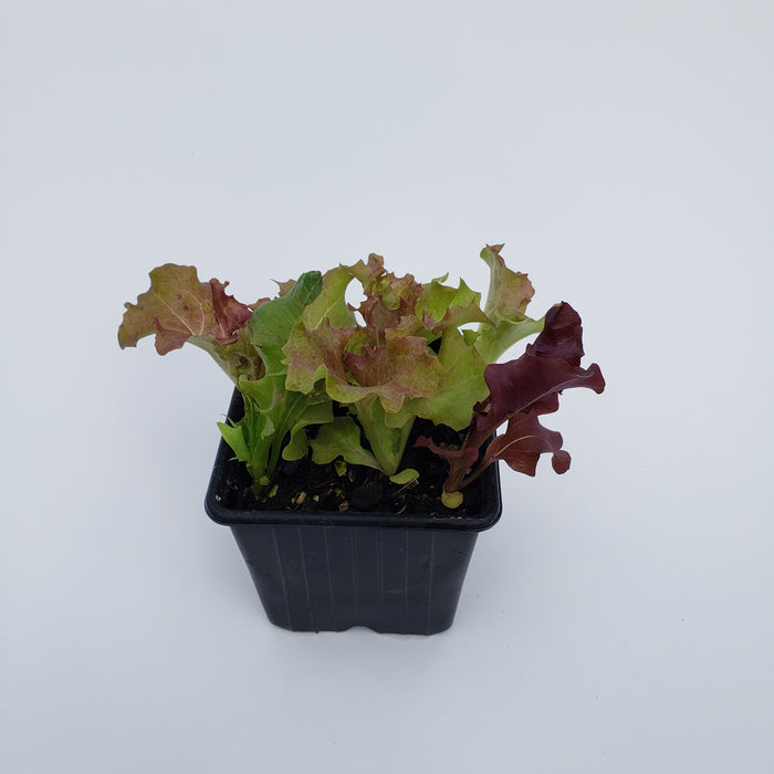 Hint Of Red Loose Leaf Lettuce