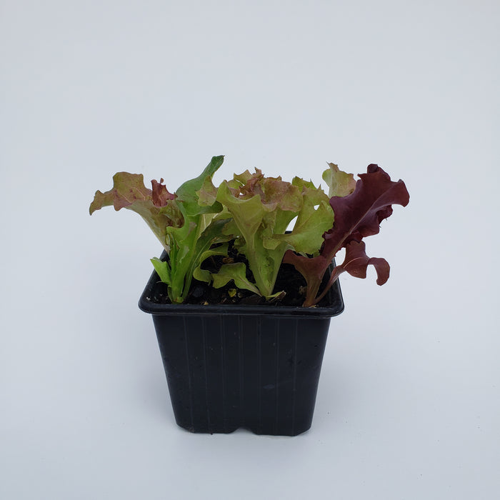 Hint Of Red Loose Leaf Lettuce
