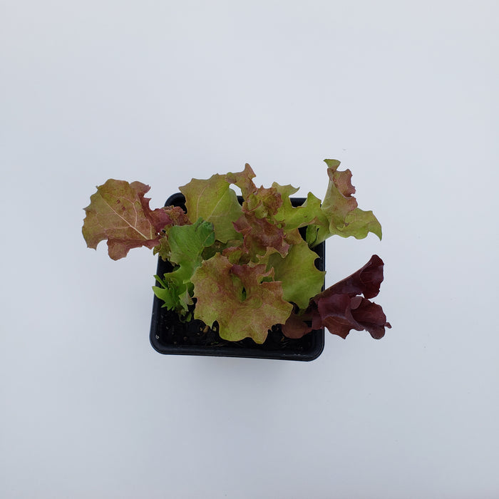 Hint Of Red Loose Leaf Lettuce