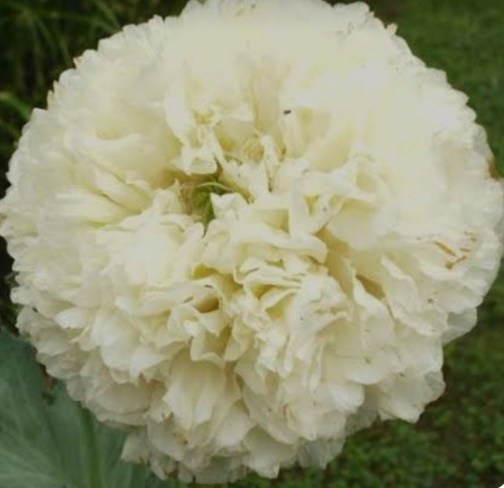 Poppy Peony Yellow