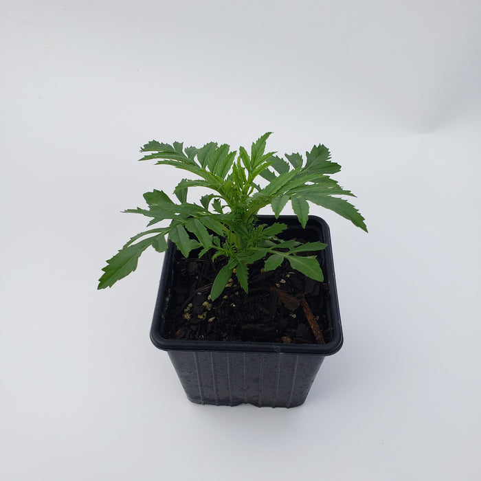Marigold Whitegold Mini Flower