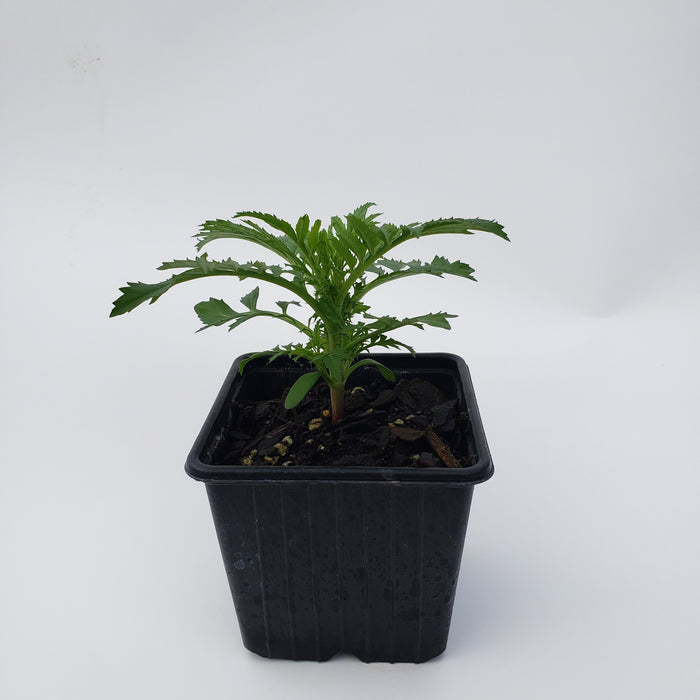 Marigold Whitegold Mini Flower