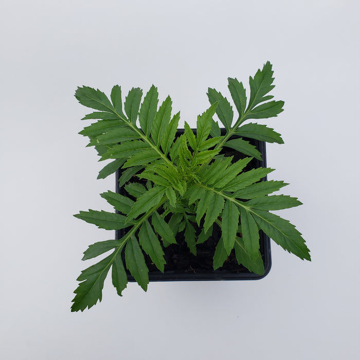 Marigold Whitegold Mini Flower