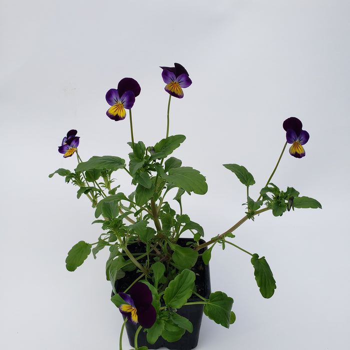 Viola/Pansy Heartsease