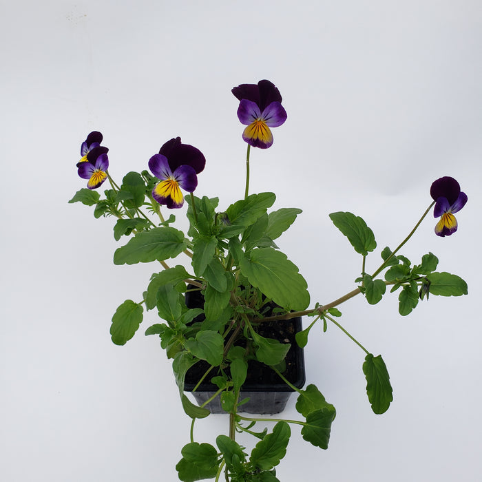 Viola/Pansy Heartsease