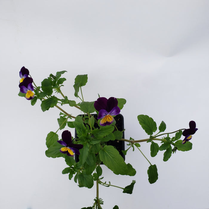 Viola/Pansy Heartsease