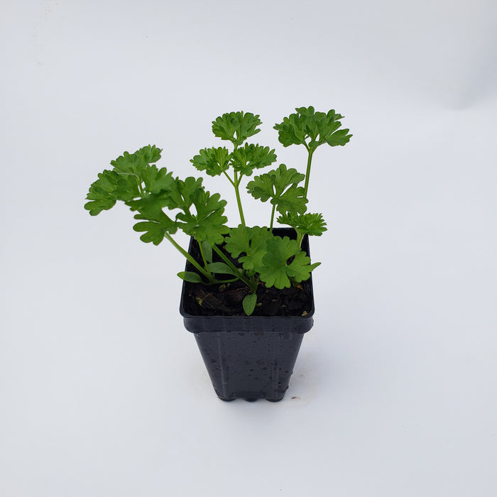 Curly Parsley