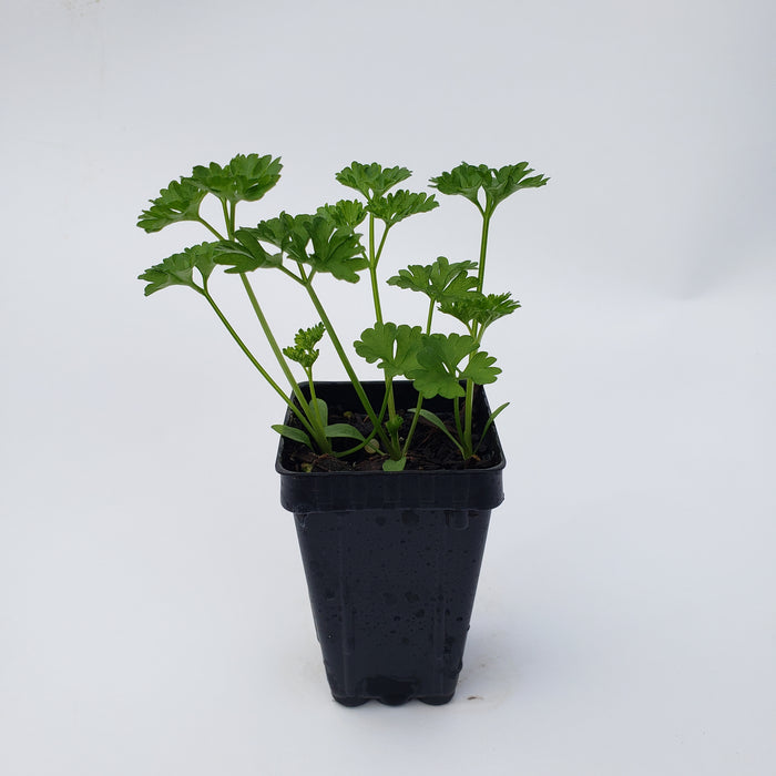 Curly Parsley