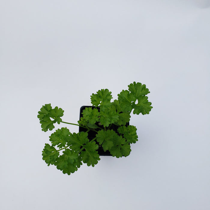 Curly Parsley