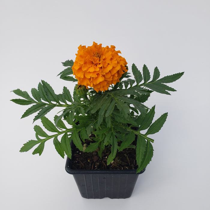 Marigold Taishan Orange