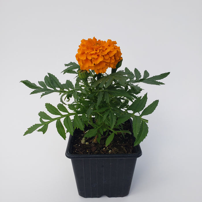 Marigold Taishan Orange