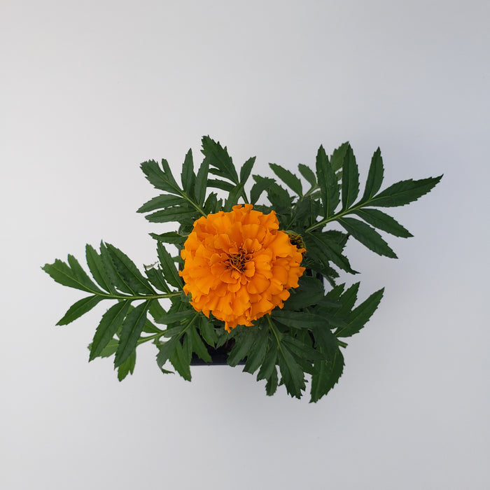 Marigold Taishan Orange