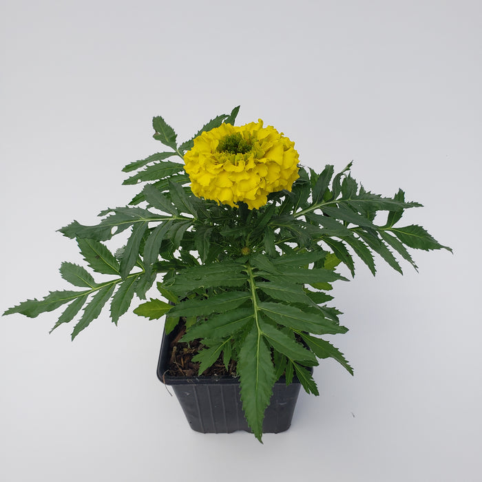 Marigold Taishan yellow