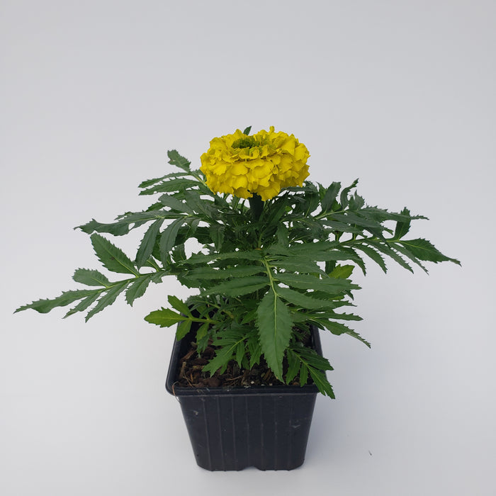 Marigold Taishan yellow