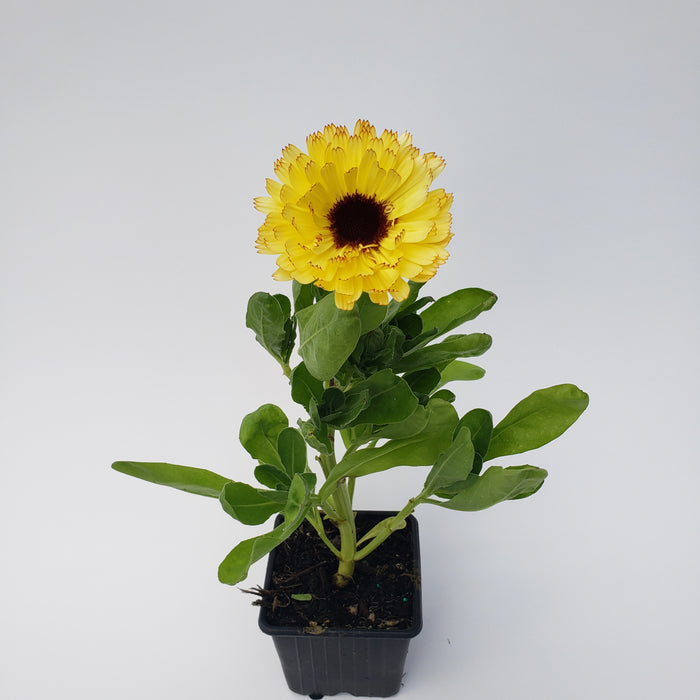 Calendula Ivory Princess Flower