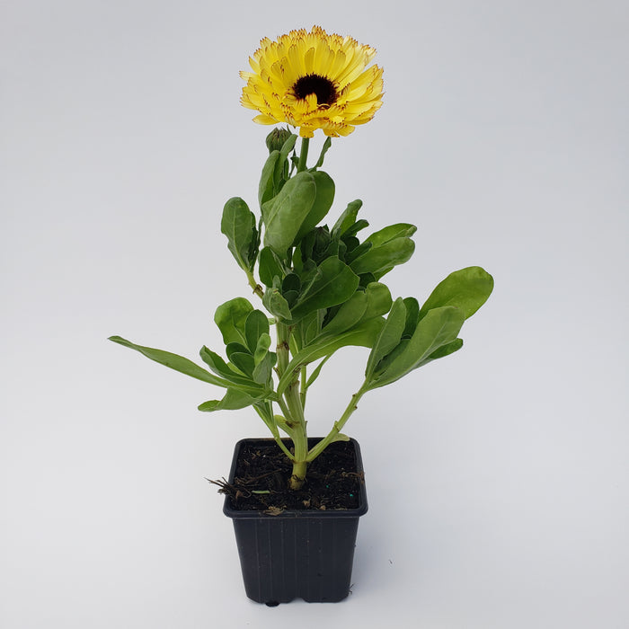 Calendula Ivory Princess Flower