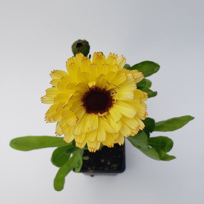 Calendula Ivory Princess Flower