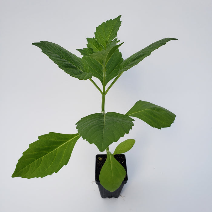 Dahlia Unwins