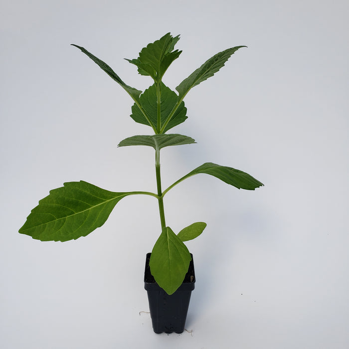 Dahlia Unwins