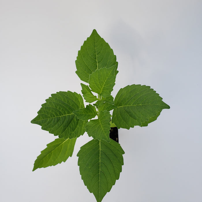 Dahlia Unwins