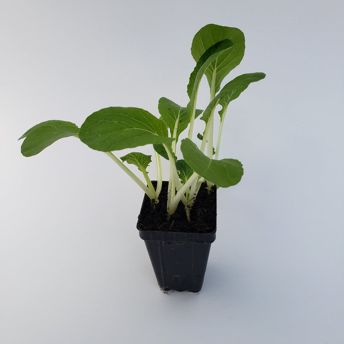 Pak Choi White Flash (Bok Choy) — NZ Veggie Plants