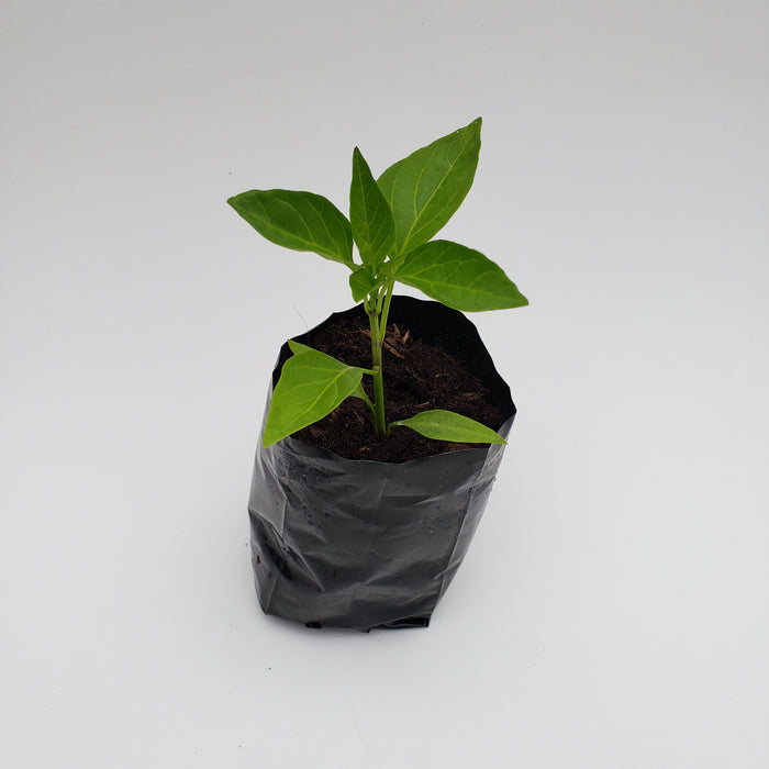 Capsicum Sweet Banana