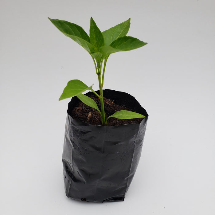 Capsicum Sweet Banana