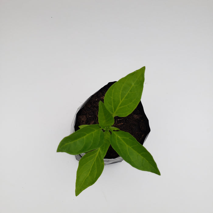 Capsicum Sweet Banana