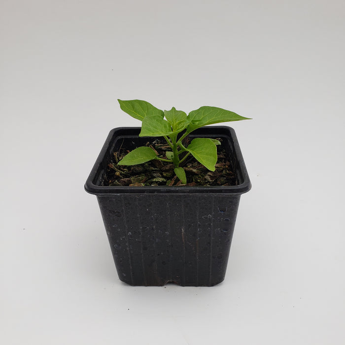 Red Habanero Chilli