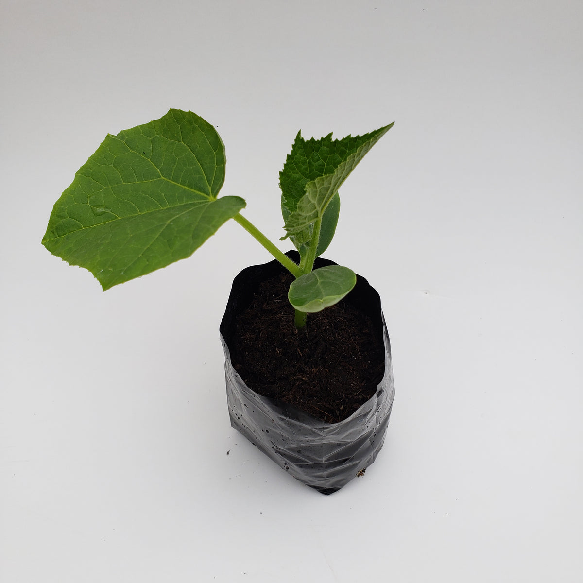 Telegraph Cucumber — NZ Veggie Plants