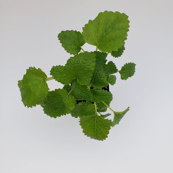 Lemon Balm