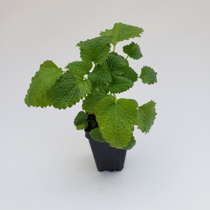 Lemon Balm