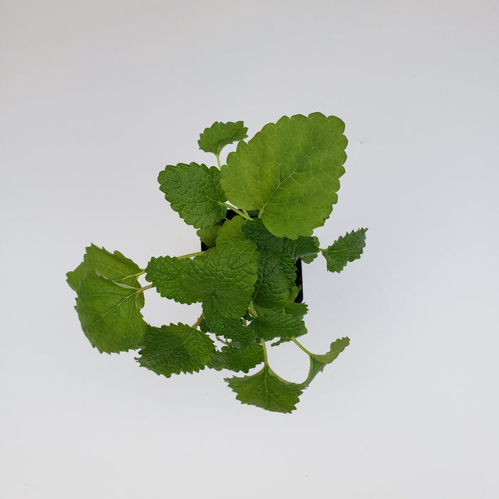 Lemon Balm