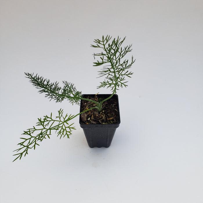 Fennel Common