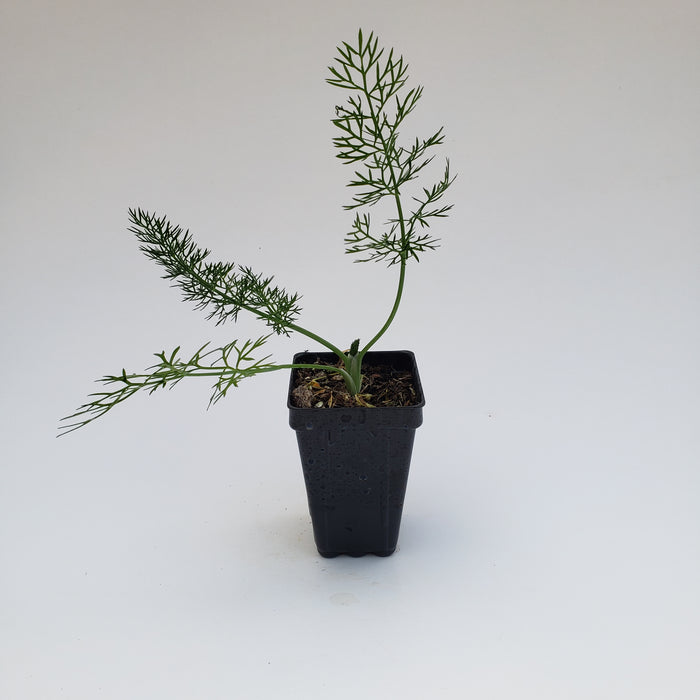 Fennel Common