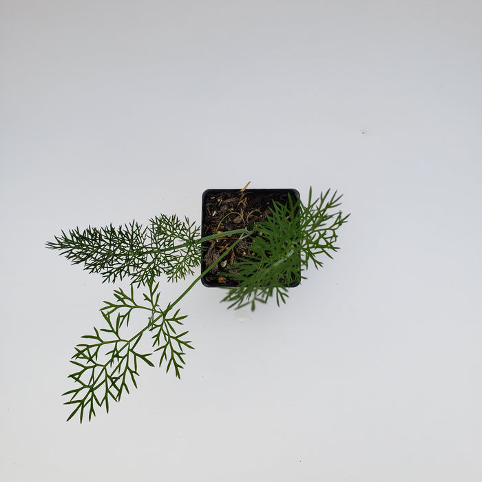 Fennel Common