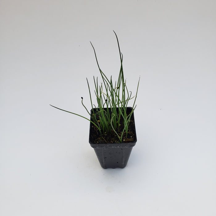 Organic Leek Carentan Giant